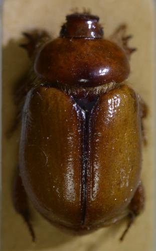 Calicnemis obesa